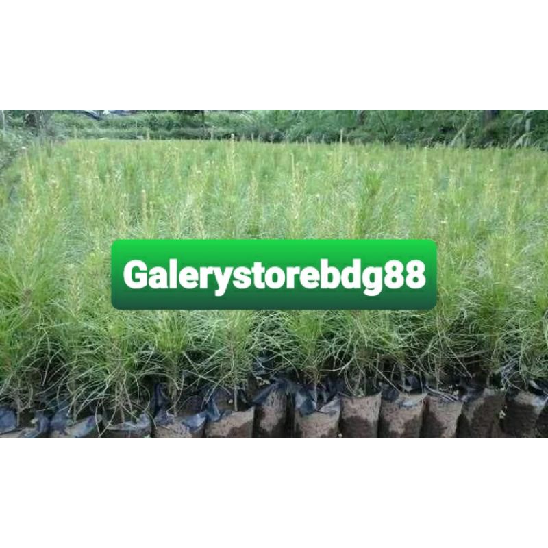 Bibit pinus bibit pohon pinus super isi 2 pohon-az