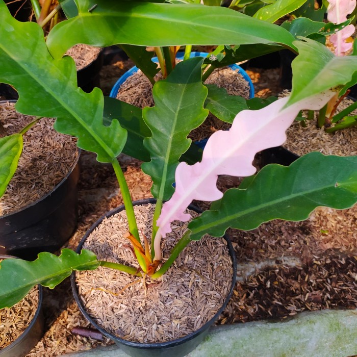 tanaman hias philodendron gergaji - philo gergaji pink - indoor