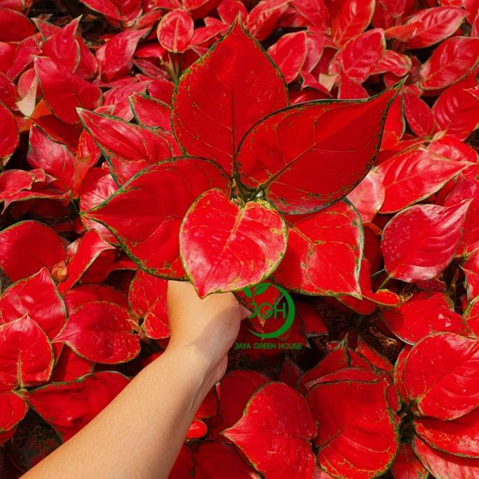 Aglonema Red Anjamani Besar