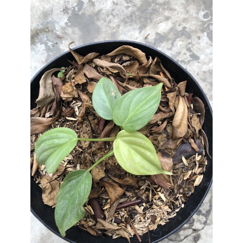 Philodendron Majestic