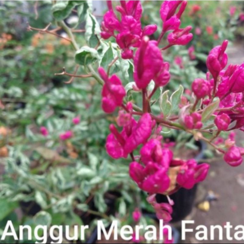 tanaman hias Bougenville bung anggur merah fanta / pohon Bougenvile