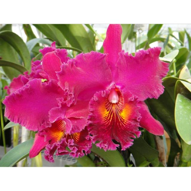 Anggrek Cattleya blc Chialin new city