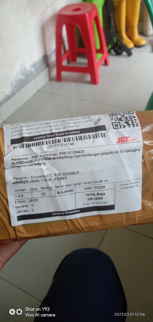 Bahan Akar Bahar Merah (24-29) Cm