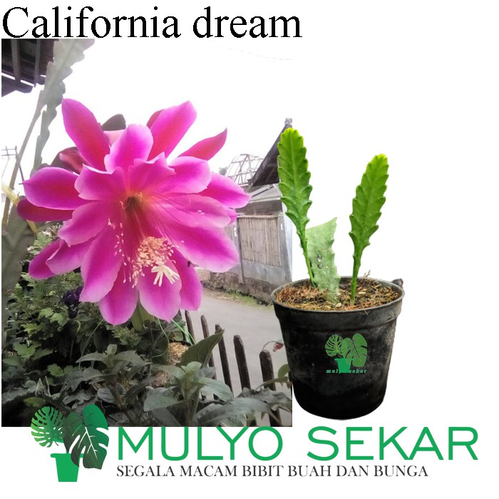 tanaman wijaya kusuma pink California Dream Bibit bunga besar Epiphyllum (Bergaransi)