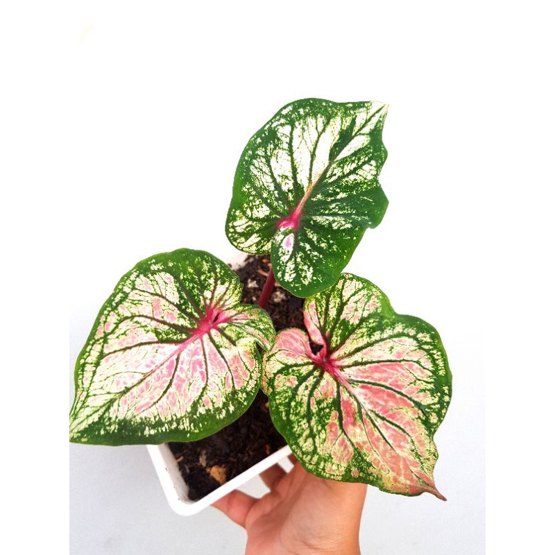 Keladi Silky atau Keladi Hanoman Obong atau Keladi Anoman Obong Murah Pekanbaru