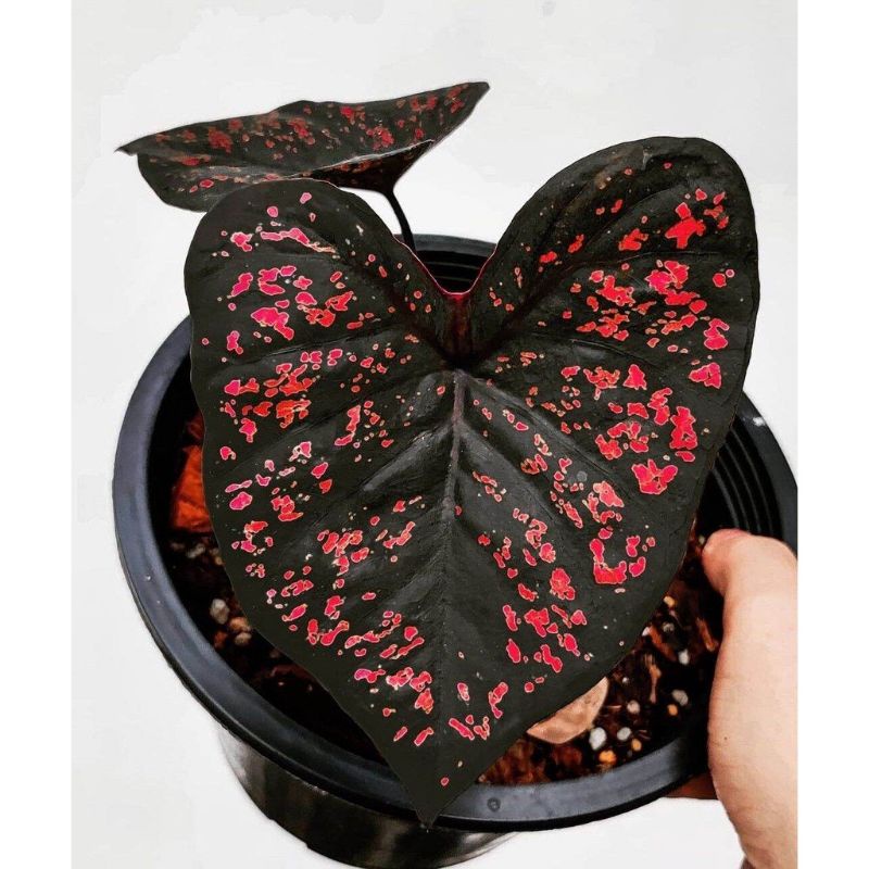 Bibit Umbi Caladium Tambuna Impor Thailand Umbu Caladium Tambuna Black Rose