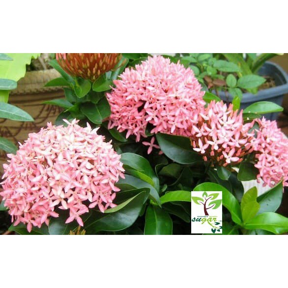 dwarf pink ixora / ixora williamsii pink
