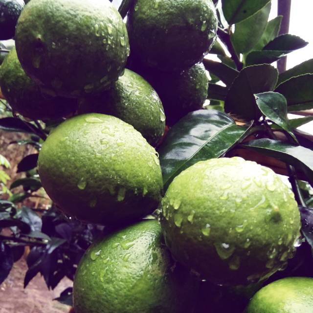 

Lemon lokal California
