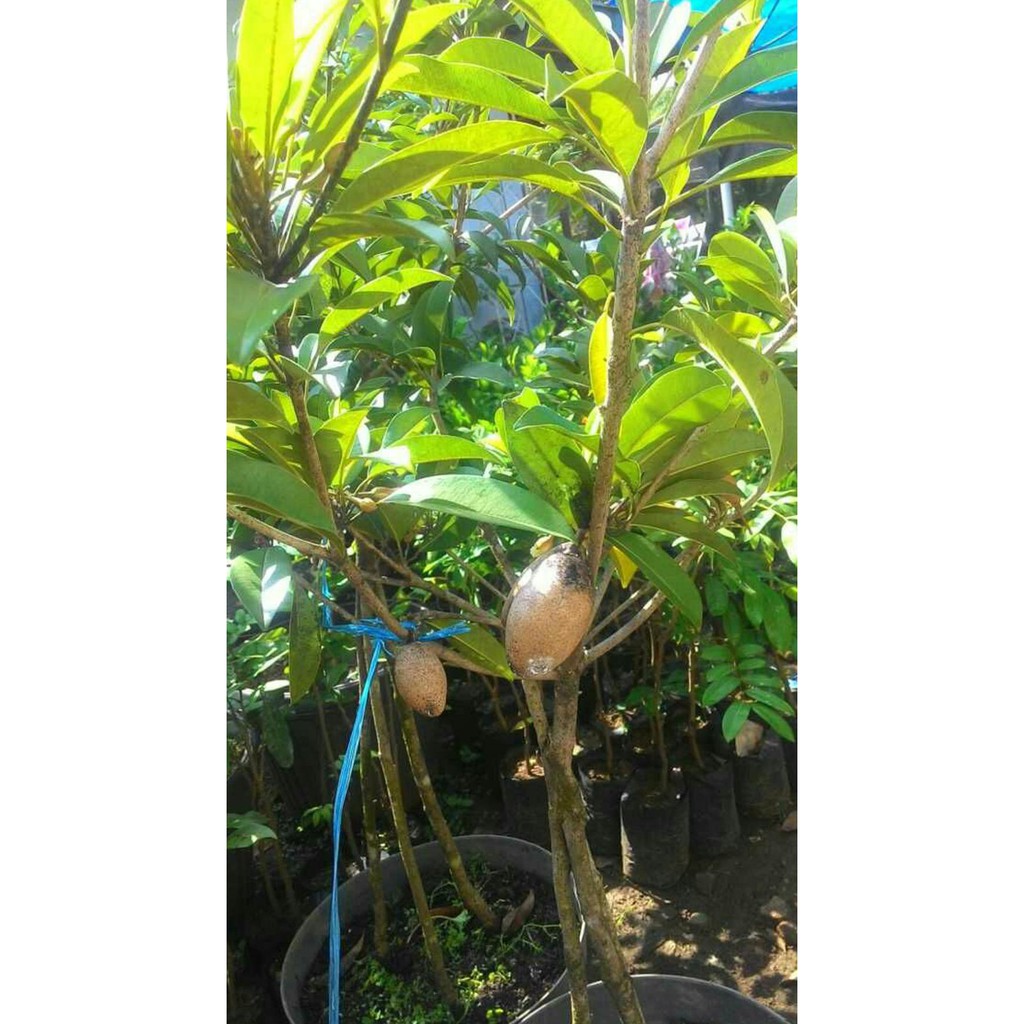 Asli Bibit Tanaman Buah Sawo Kecik Sudah Berbuah @_#