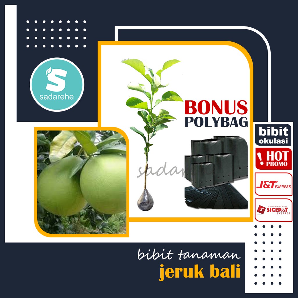Bibit Tanaman Jeruk Bali - Tanaman Jeruk Bali - Bibit Okulasi
