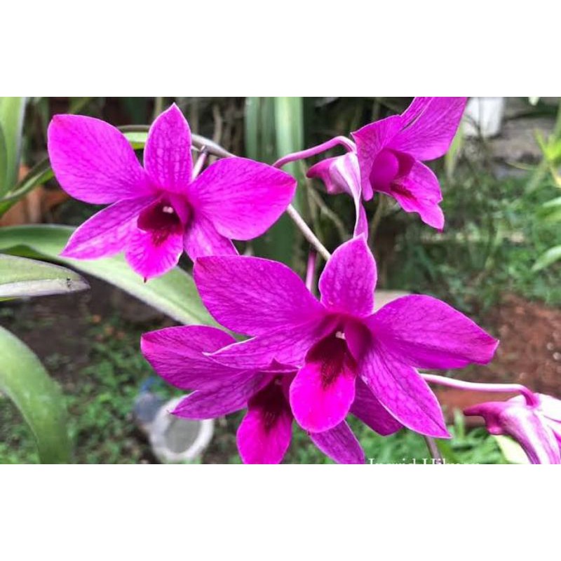 Anggrek Dendrobium Bantimurung/Bantimurung