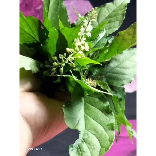 

DAUN BANCI 300GR DAUN HERBAL