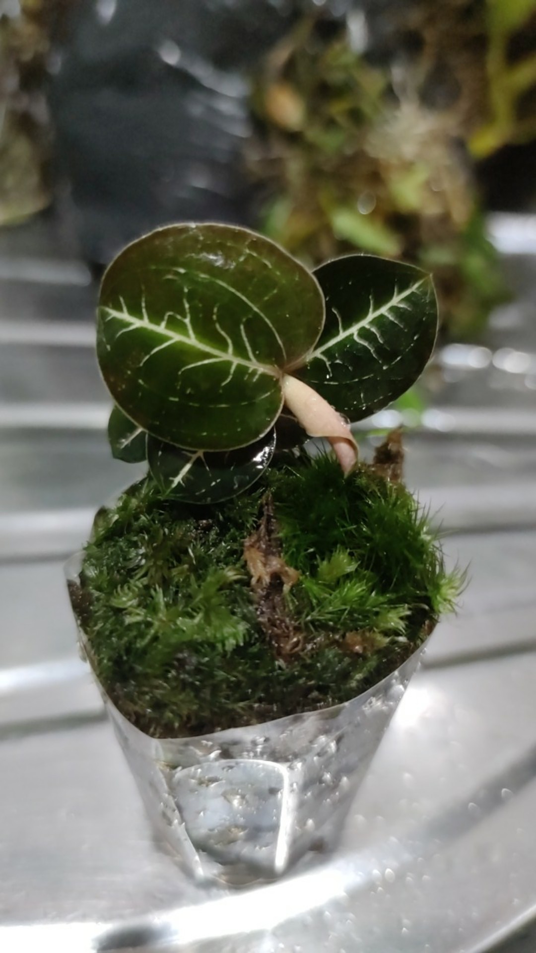 Anggrek Tanah Jewel Orchid/anoectochilus Rendwartii/anoectochilus Sp/macodes Petola