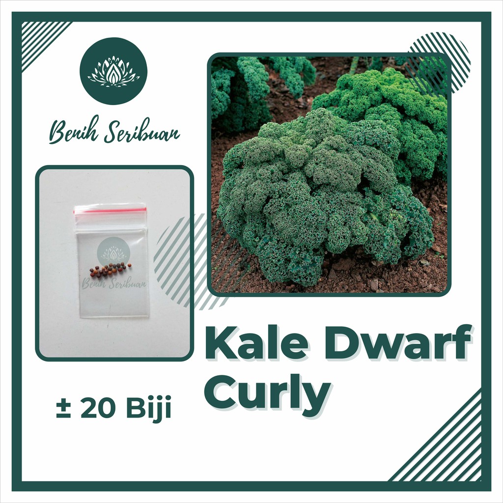 20 Bibit Kale Green Dwarf Curly Benih Sayuran Blue Scotch Curled Tanaman Sayur Dataran Rendah Super