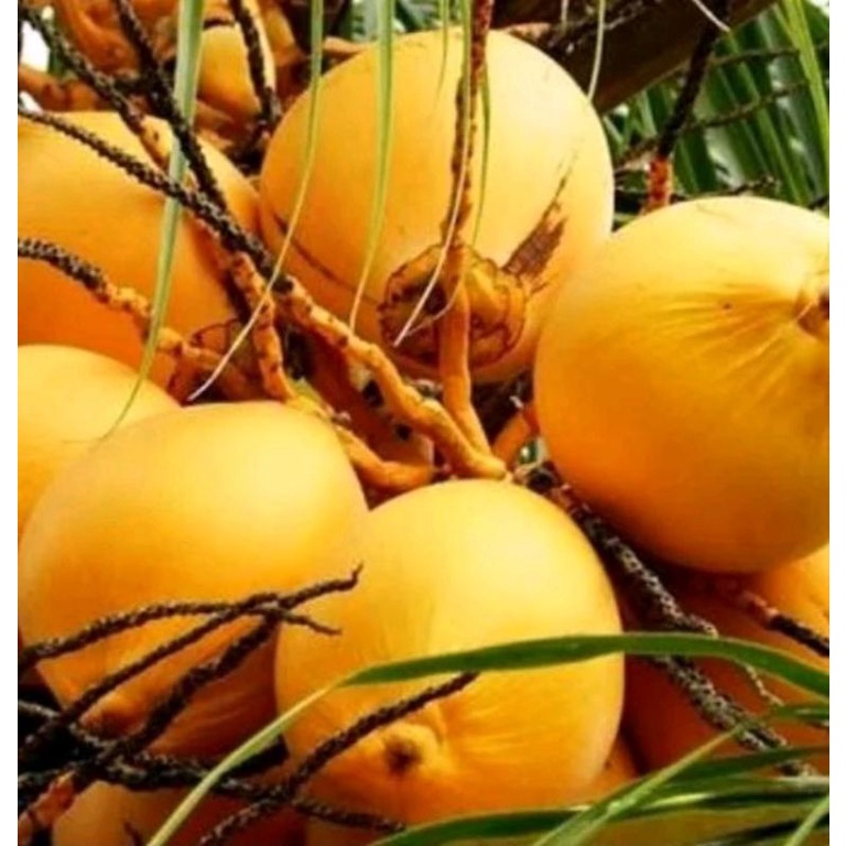

Degan buah kelapa gading oren or kuning utuh 1 biji segar berkhasiat