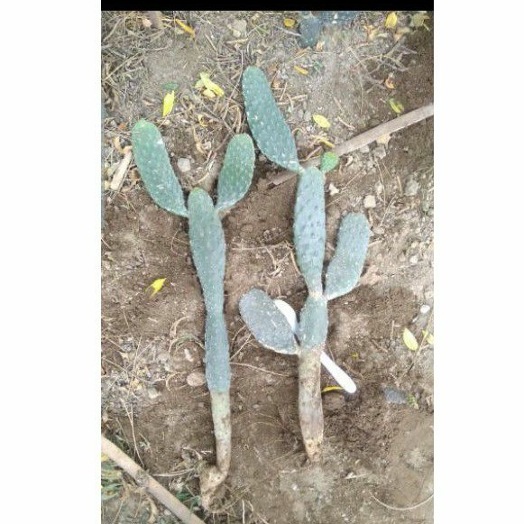 Kaktus unik opuntia consolea (langka)-1pohon bercabang dan berakar