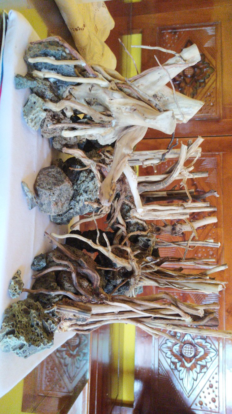 Akar Senggani Beserta Batangnya Dijual Per 100 Gram