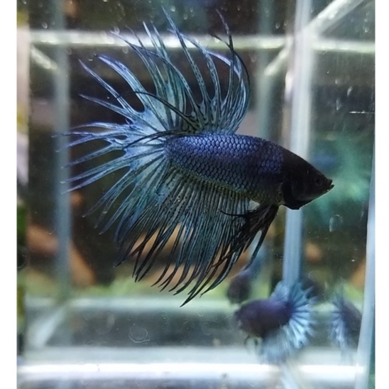 SEPASANG IKAN CUPANG CROWNTAIL/CT/SERIT GREEN SIAP BREED 100% REALPICT (KODE AB5)