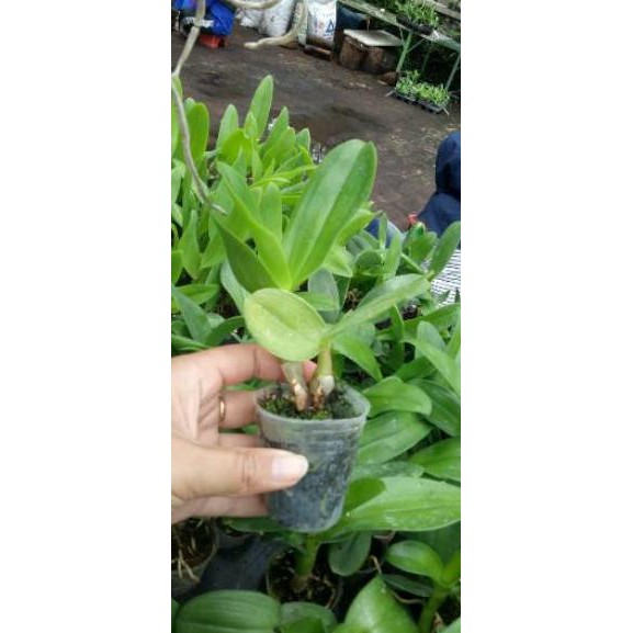 TERMURAH & TERBAIK seedling anggrek dendrobium danish dan goh pi khuan