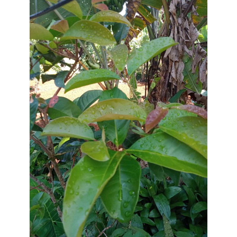 

Daun salam