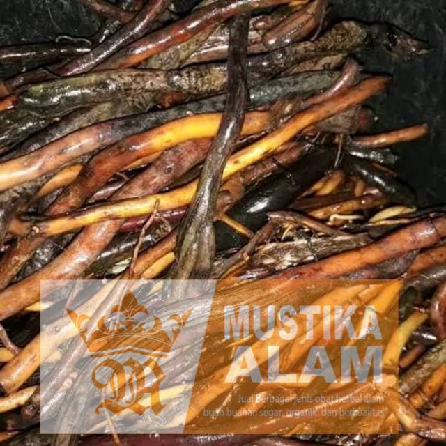 

Jual Akar Aren Frest 500 Gram