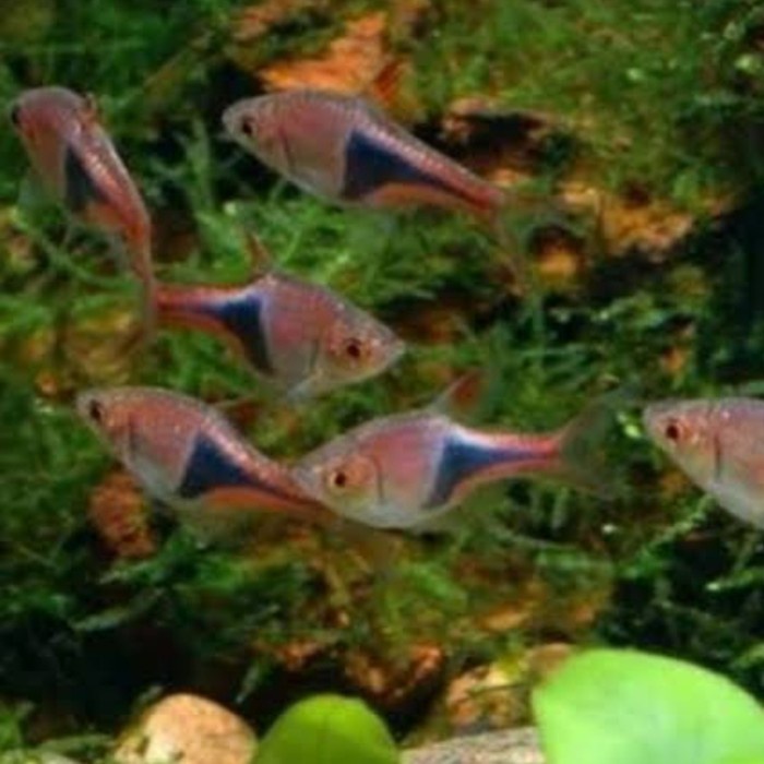 

Rasbora hengli/Aquascape/ikan hias