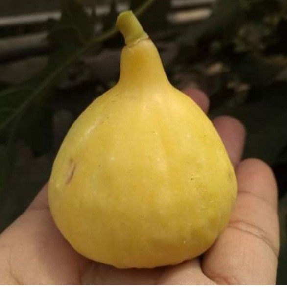 bibit tin jenis Jin Ao Fen fresh cangkok