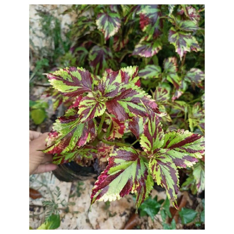 Tanaman hias miana api - tanaman miana - miana hias