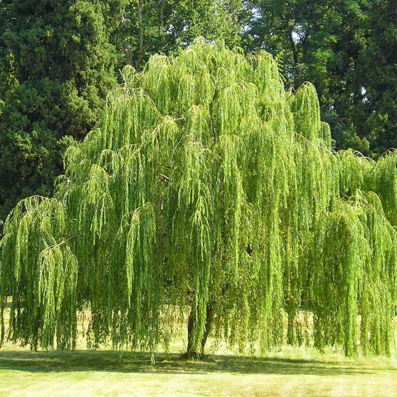 Tanaman Hias Babylon Willow