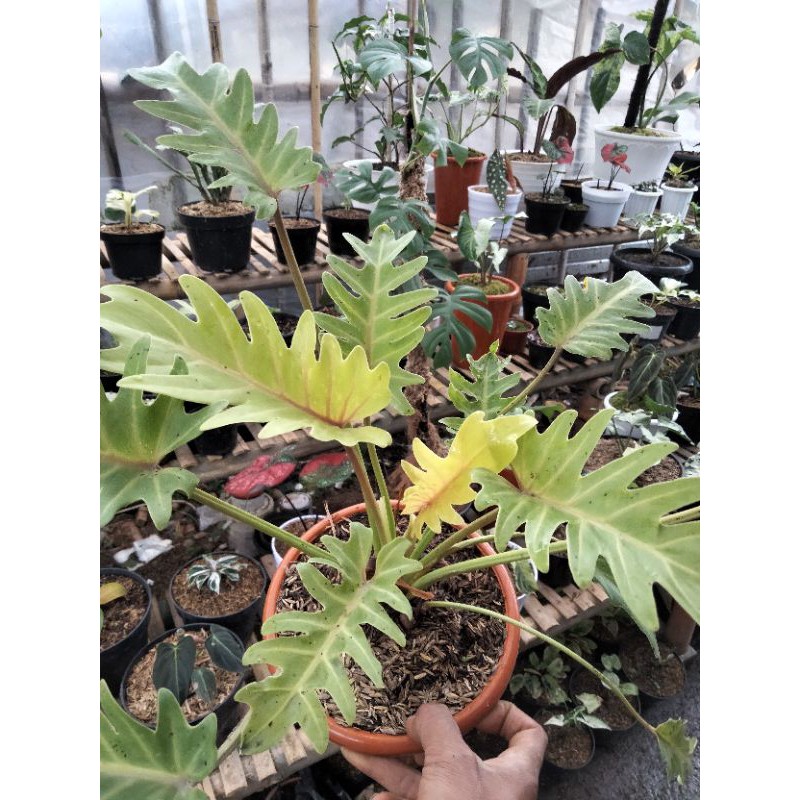 Tanaman hias Xanadu golden