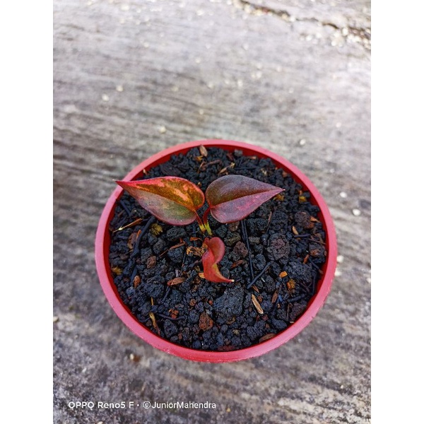 Hokeri pink merah meronah