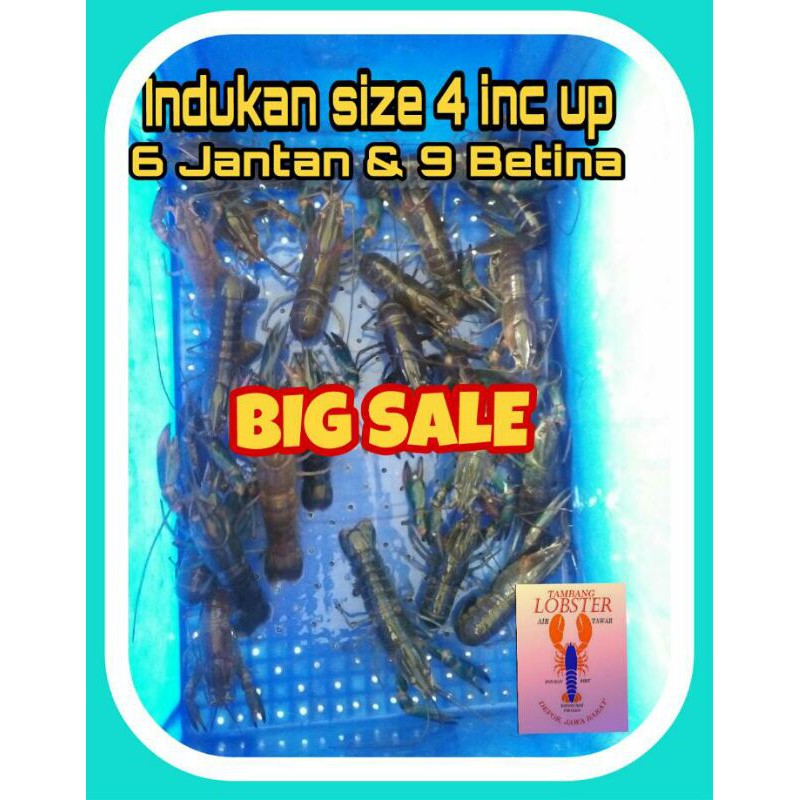 

Indukan Lobster Air Tawar 4-5 Inch