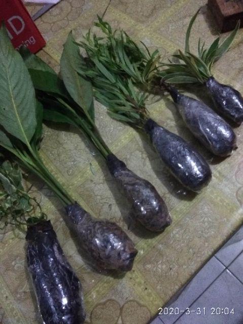 Tanaman Hias Lavender