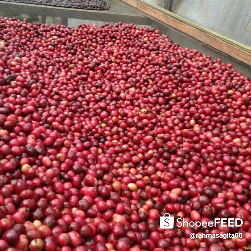 

Kopikerincidepati