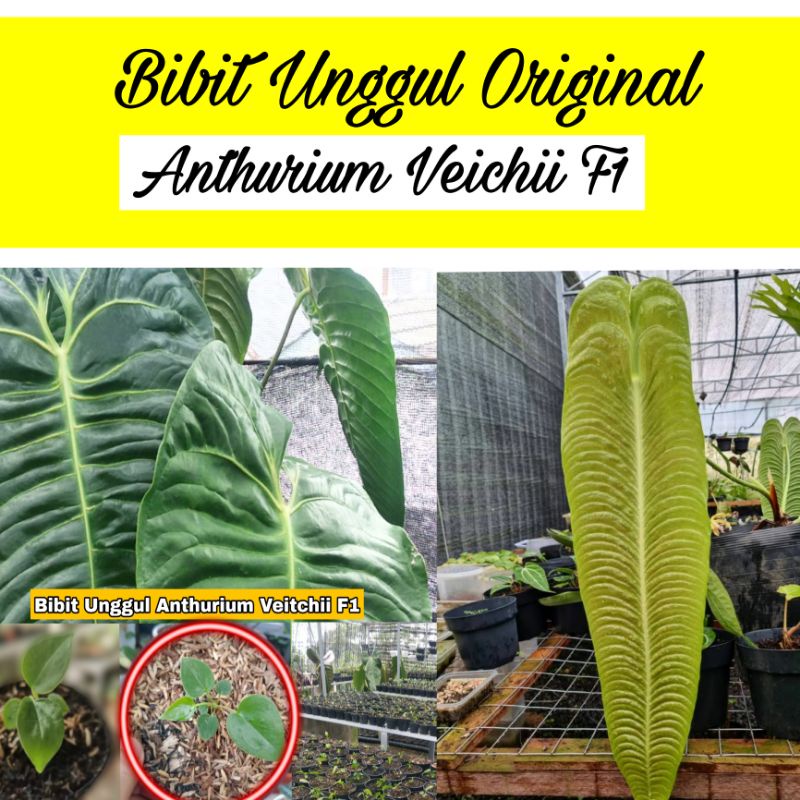 Anthurium Veitchii King F1 Original (Bibit Unggul Original)
