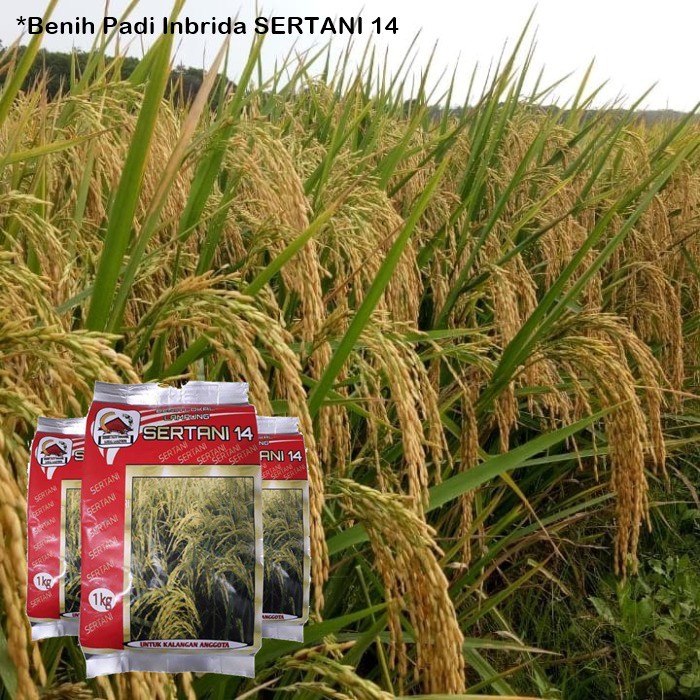 Benih Padi Inbrida SERTANI 14