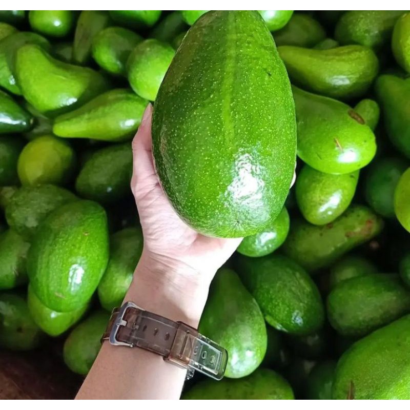 

BUAH ALPUKAT MENTAGA SUPER QUALITY