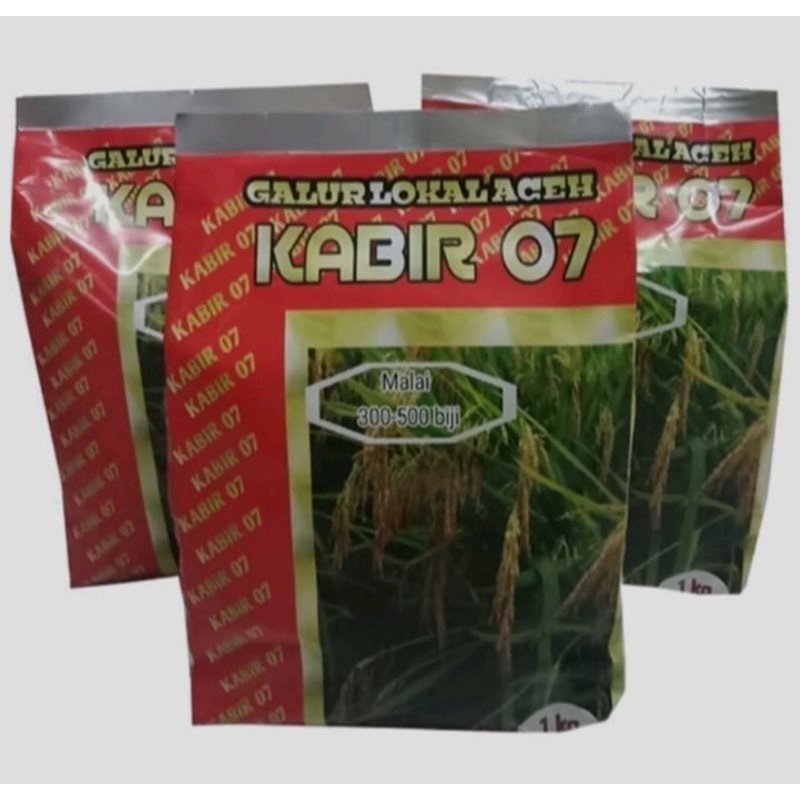 Benih padi inbrida kabir 07 benih padi bagus