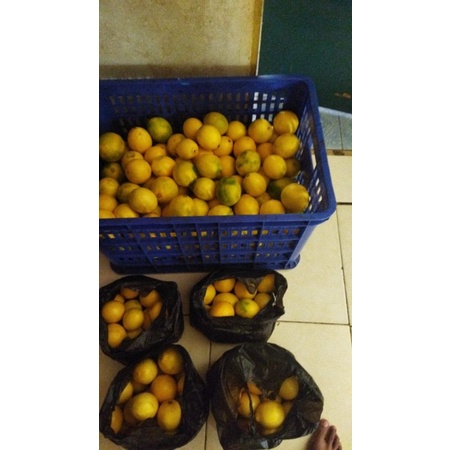 

jeruklemoncalifonia