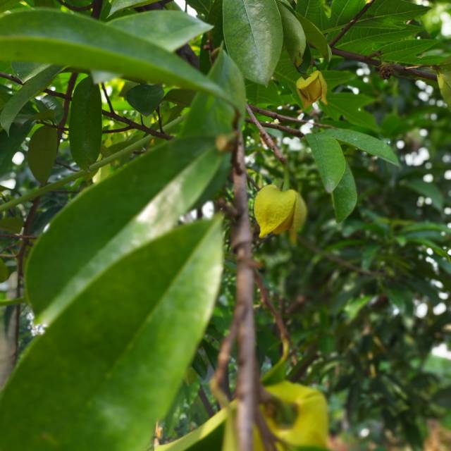 

Daun Sirsak 25 lembar = Rp 2.500