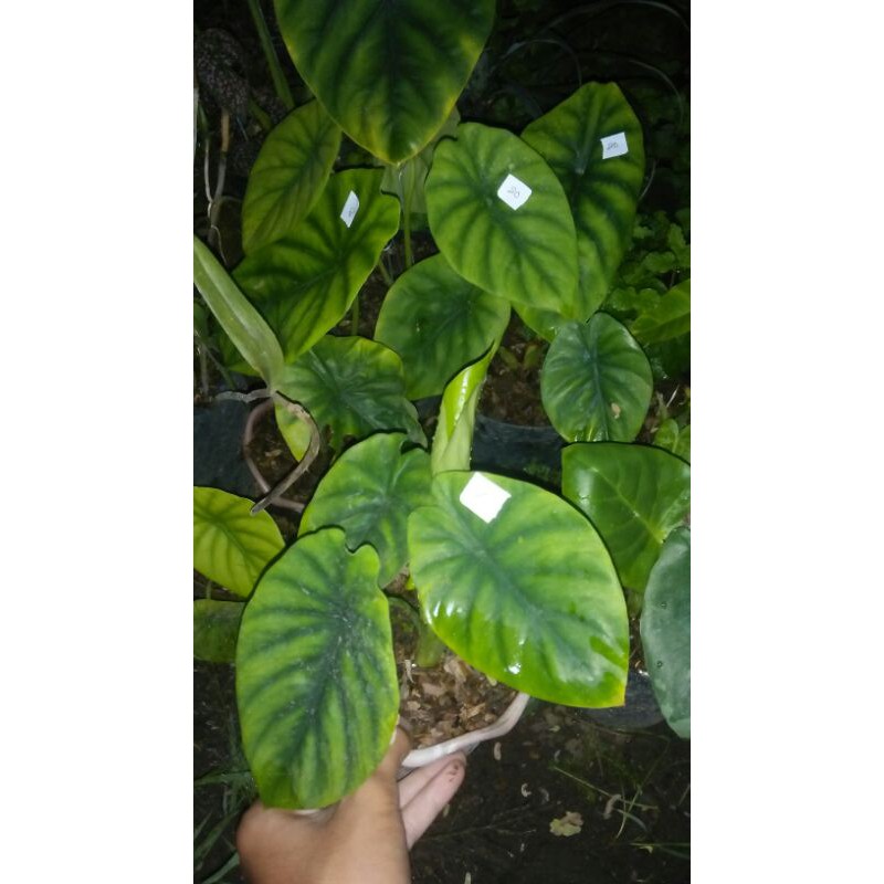 Alocasia greenshield / tengkorak hijau
