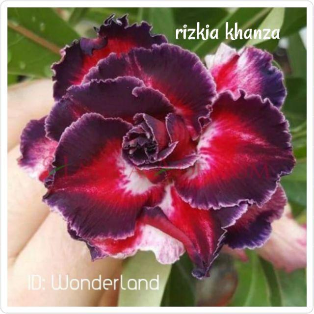 Bibit bunga kamboja/adenium treple terbaru-Wonder land