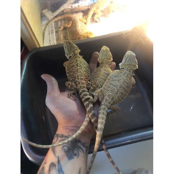 Bearded Dragon het hypo minusan murah