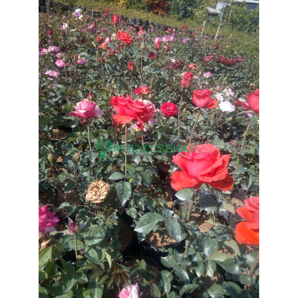 paket 10 Tanaman mawar holland bunga besar - boleh pilih warna