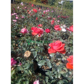 paket 10 Tanaman mawar  holland  bunga  besar Shopee Indonesia