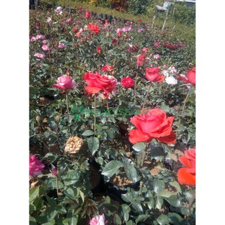 paket 10 Tanaman mawar holland bunga besar Shopee Indonesia paket 10 Tanaman mawar holland bunga besar Shopee Indonesia
