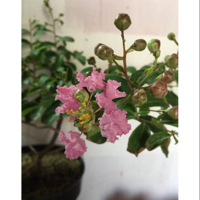 Tanaman hias bunga sakura / tanaman bunga sakura / tanaman hidup bunga sakura / bunga sakura