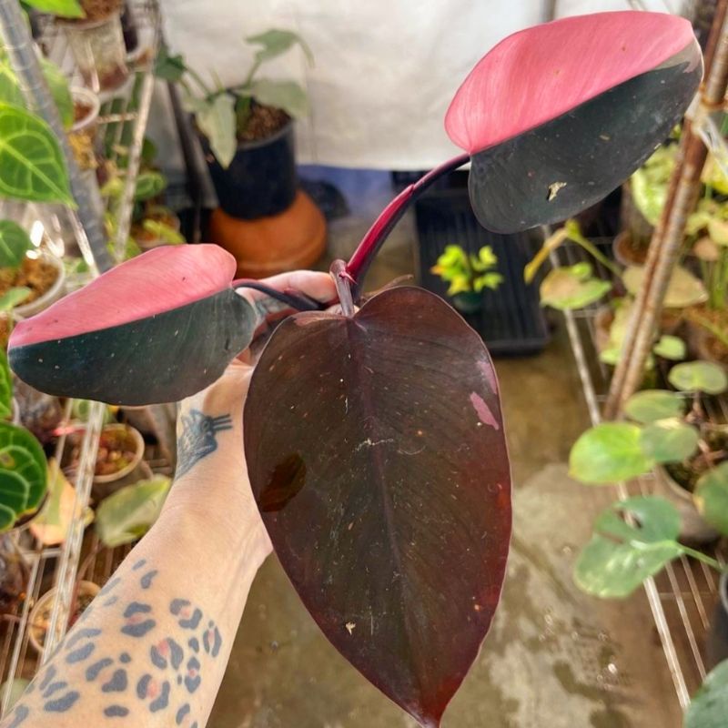 Tanaman Hias Philo Pink princess/ Philodendron Pink princess / Philo murah florist nursery