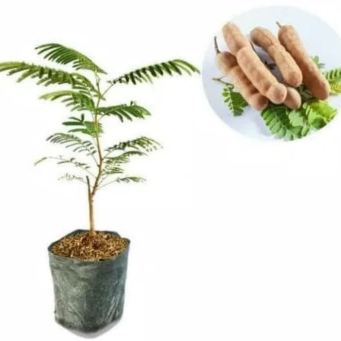 Pohon Asam Jawa Tanaman Bibit Bonsai Pohon Asem Jawa