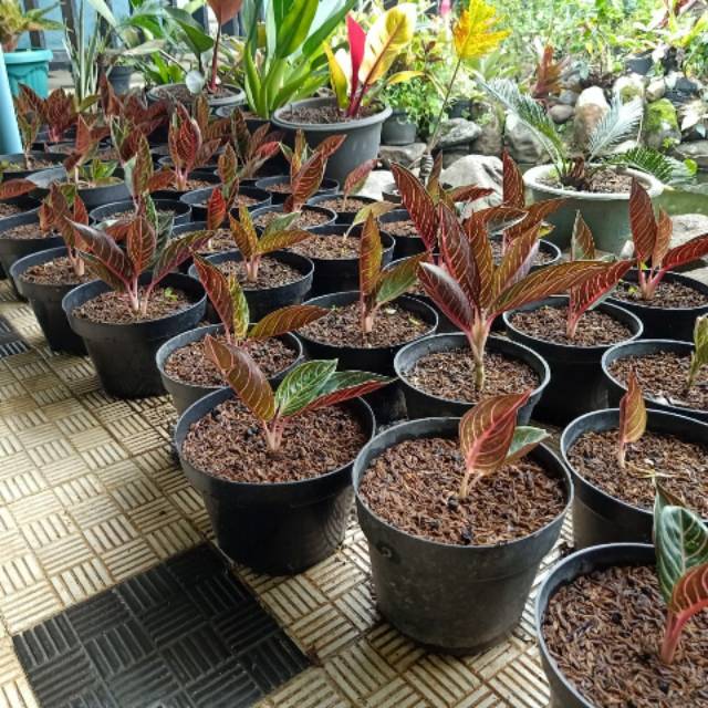 tanaman aglaonema aglonema red sumatra fried sumatra